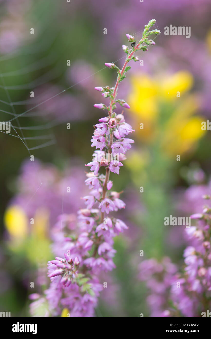 Heidekraut (Calluna Vulgaris) Blume. Auch bekannt als Ling, ist diese Pflanze in der Familie Ericaceae Blüte mit Spinnennetz in der Stockfoto