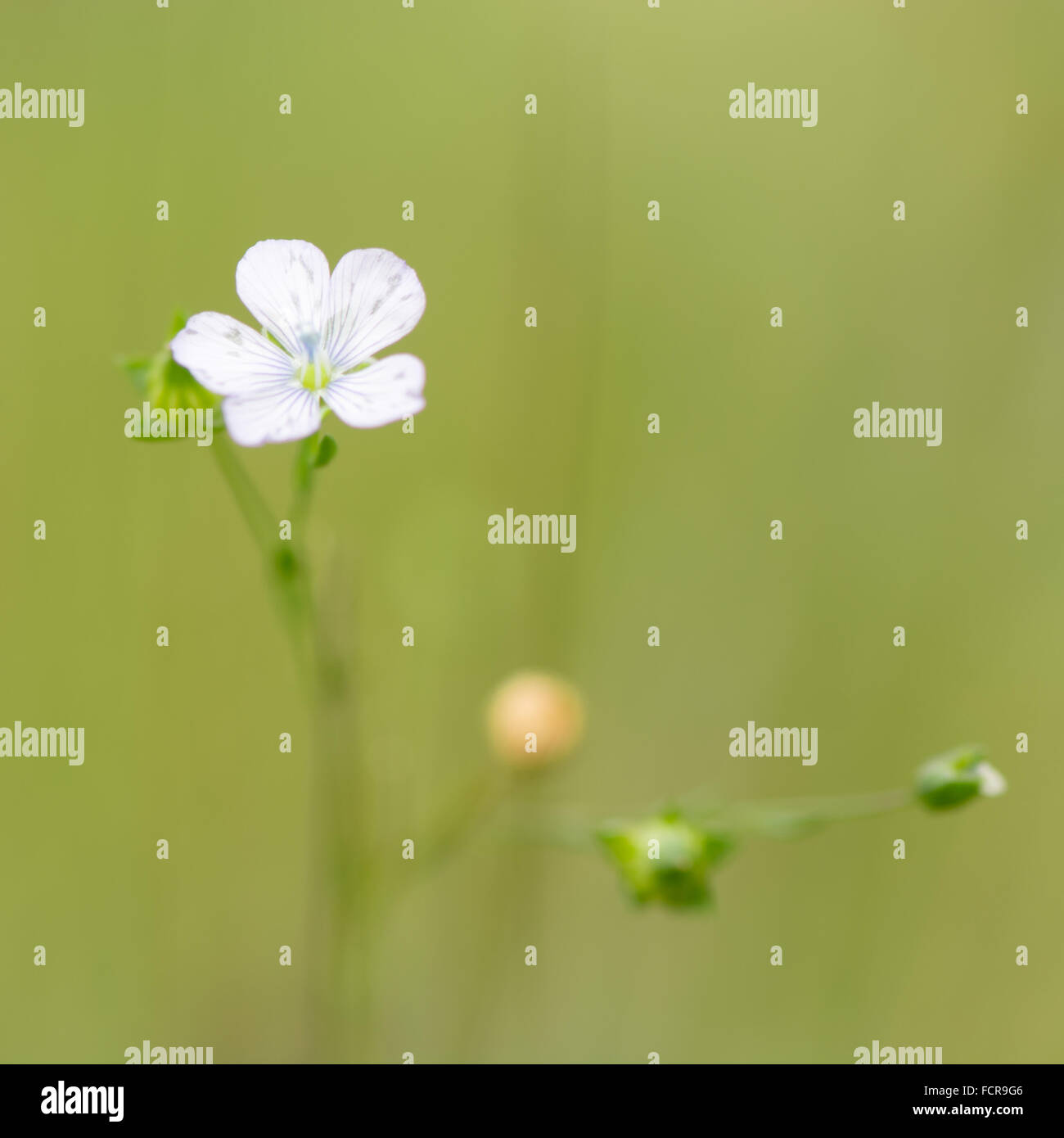 Blasse Flachs (Linum Bienne) in Blüte. Eine zarte Pflanze in Blüte auf Grünland, in der Familie Leingewächse Stockfoto