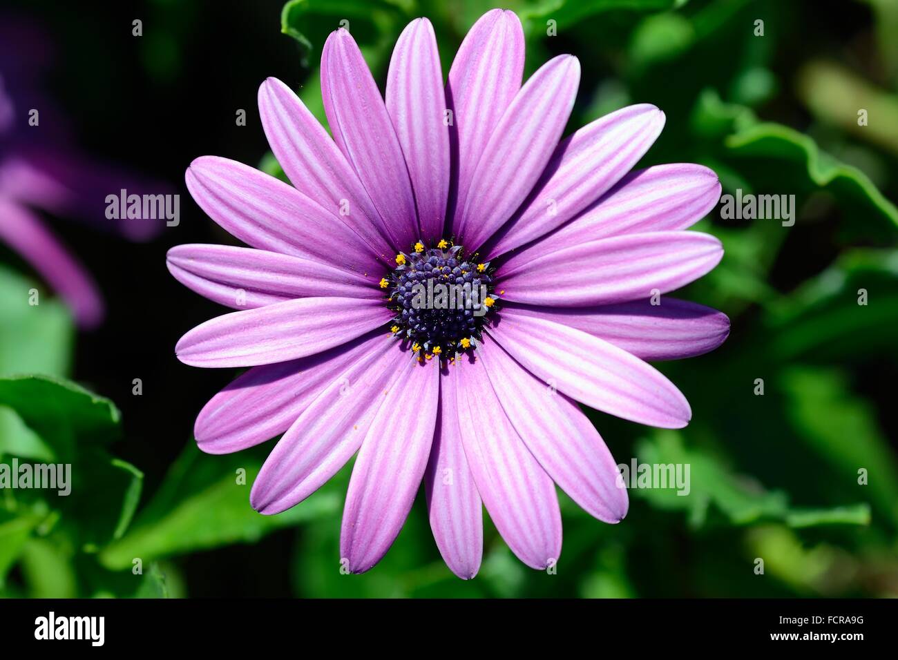 lila daisy Stockfoto
