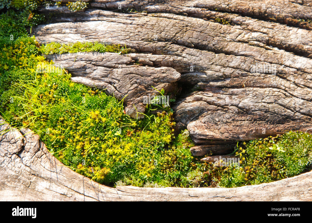Hölzerne Hintergrund mit grünen moos Stockfoto