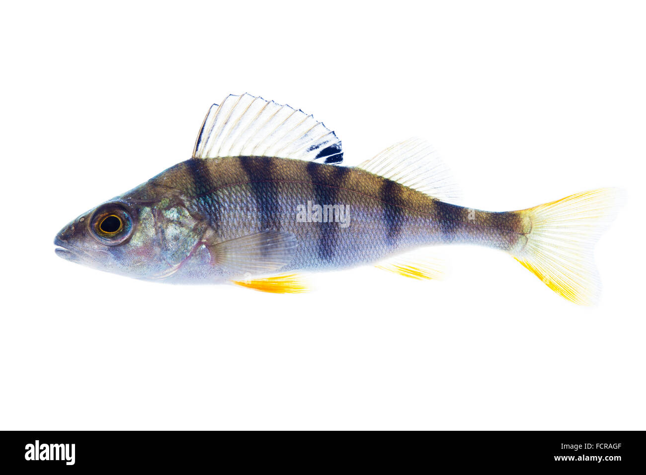 Europäische Barsch auf dem weißen Stockfoto