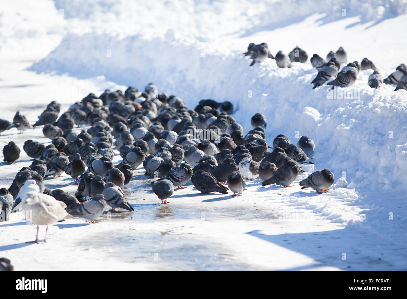 New York, USA. 24. Januar 2016. Der Wintersturm Jonas war der zweite starke Sturm in die Geschichte der Stadt. Auf dem Foto: Tauben und Möwen zusammen bleiben neben den Schlüssel Lebensmittelgeschäft in Queens Village Credit: Alex Potemkin/Alamy Live News Stockfoto