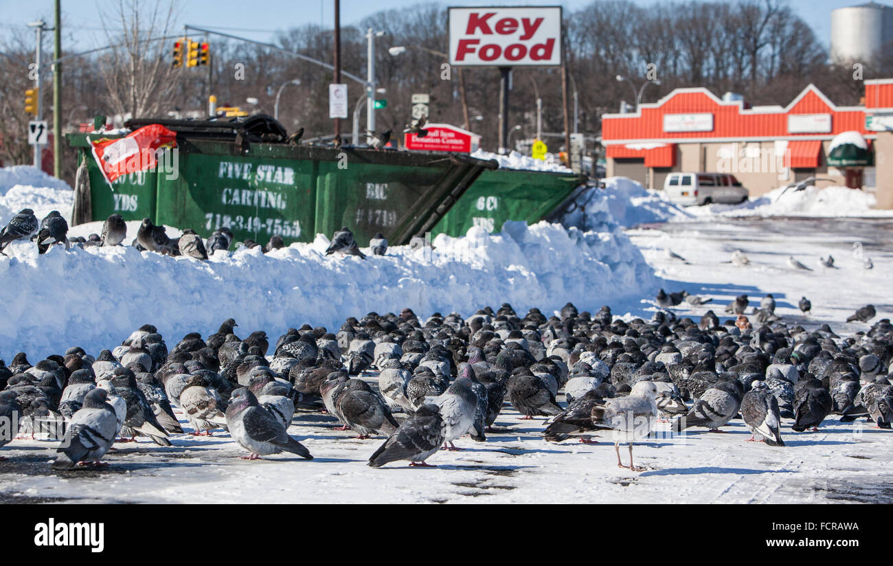 New York, USA. 24. Januar 2016. Der Wintersturm Jonas war der zweite starke Sturm in die Geschichte der Stadt. Auf dem Foto: Tauben und Möwen zusammen bleiben neben den Schlüssel Lebensmittelgeschäft in Queens Village Credit: Alex Potemkin/Alamy Live News Stockfoto