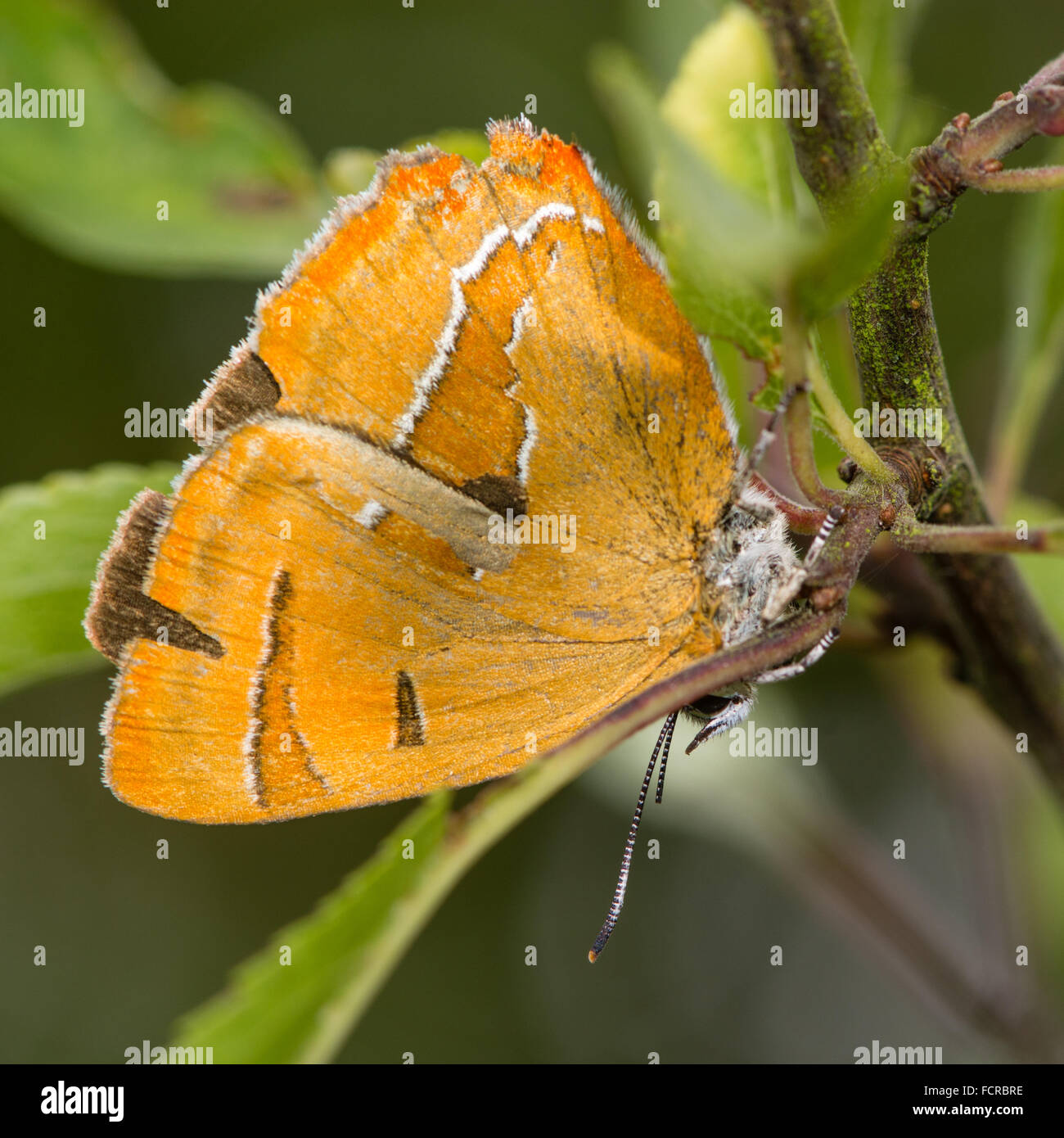 Braune Zipfelfalter (Thekla Betulae) auf Schlehe. Ein extrem schwer fassbaren und seltenen Schmetterling fotografiert mit Flügeln geschlossen Stockfoto