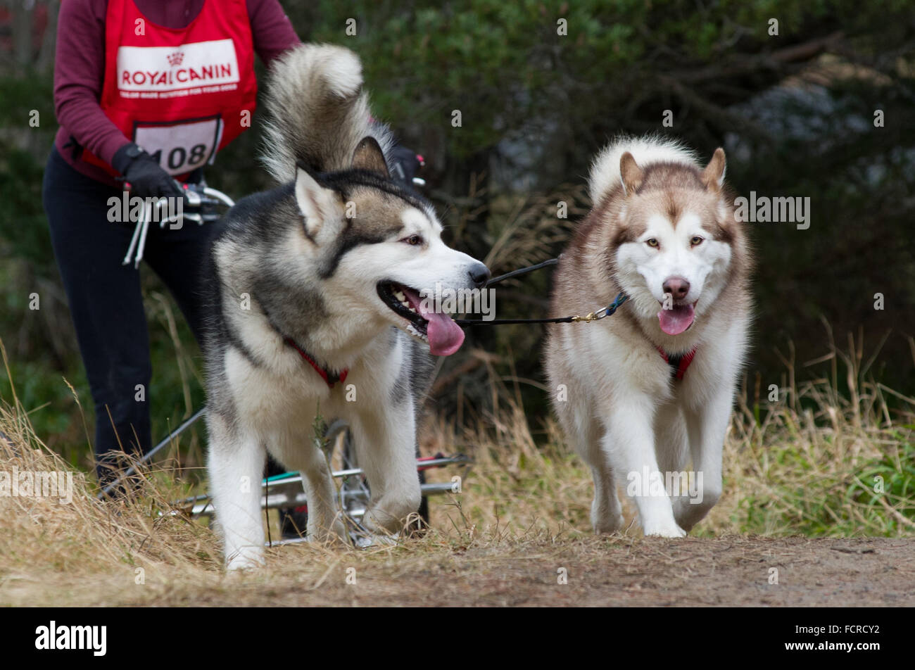 Royal canin alaskan malamute on sale