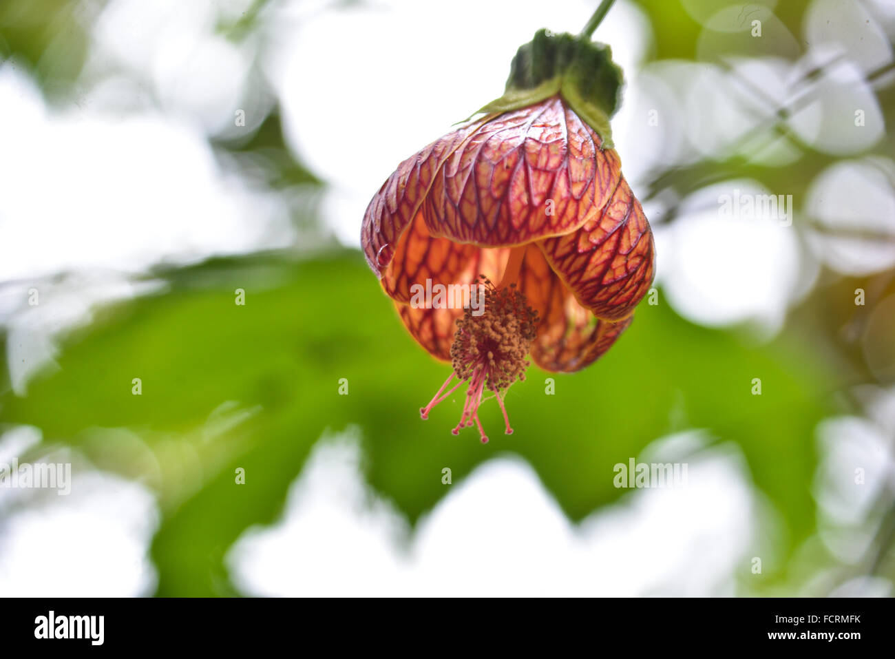 Sehen rot - schließen sich der rote Blüte mit grünen Blätter und Bäume im Hintergrund. Das Bellavista Nebelwald Reservat in Tandayapa, Stockfoto