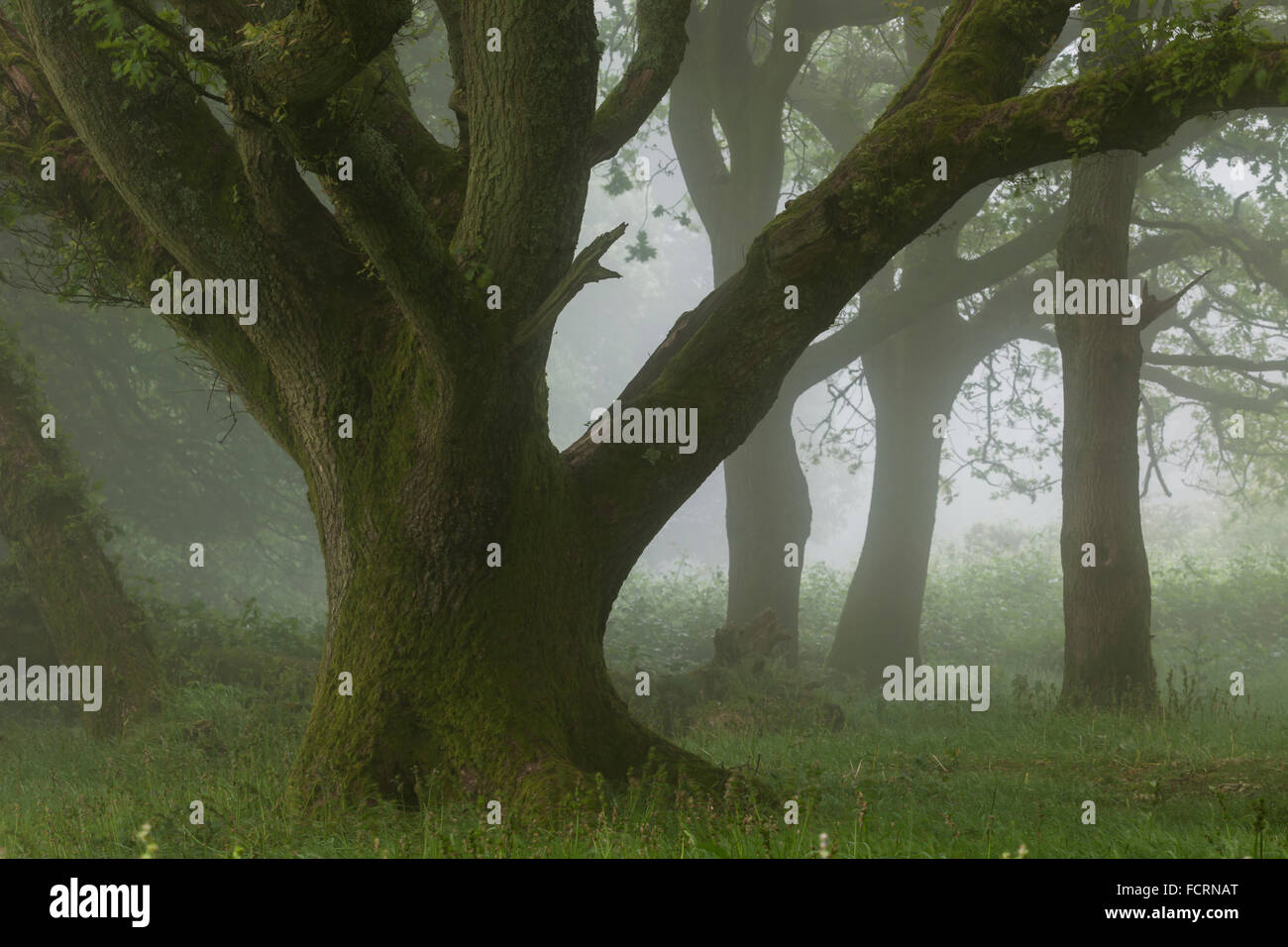 Nebligen Tag im South Downs National Park, West Sussex, England. Stockfoto