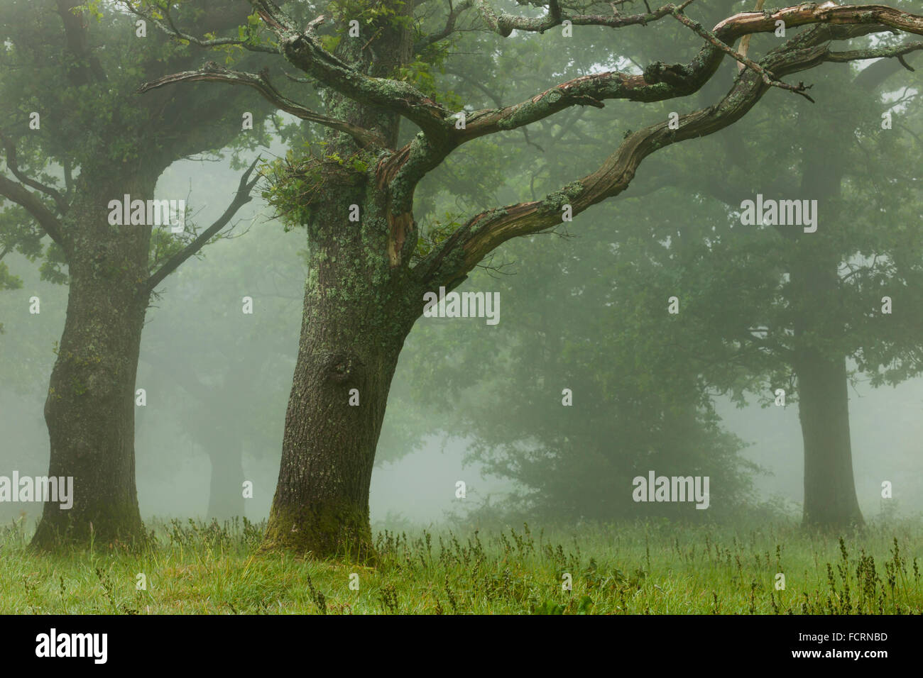 Nebligen Tag im South Downs National Park, West Sussex. Stockfoto