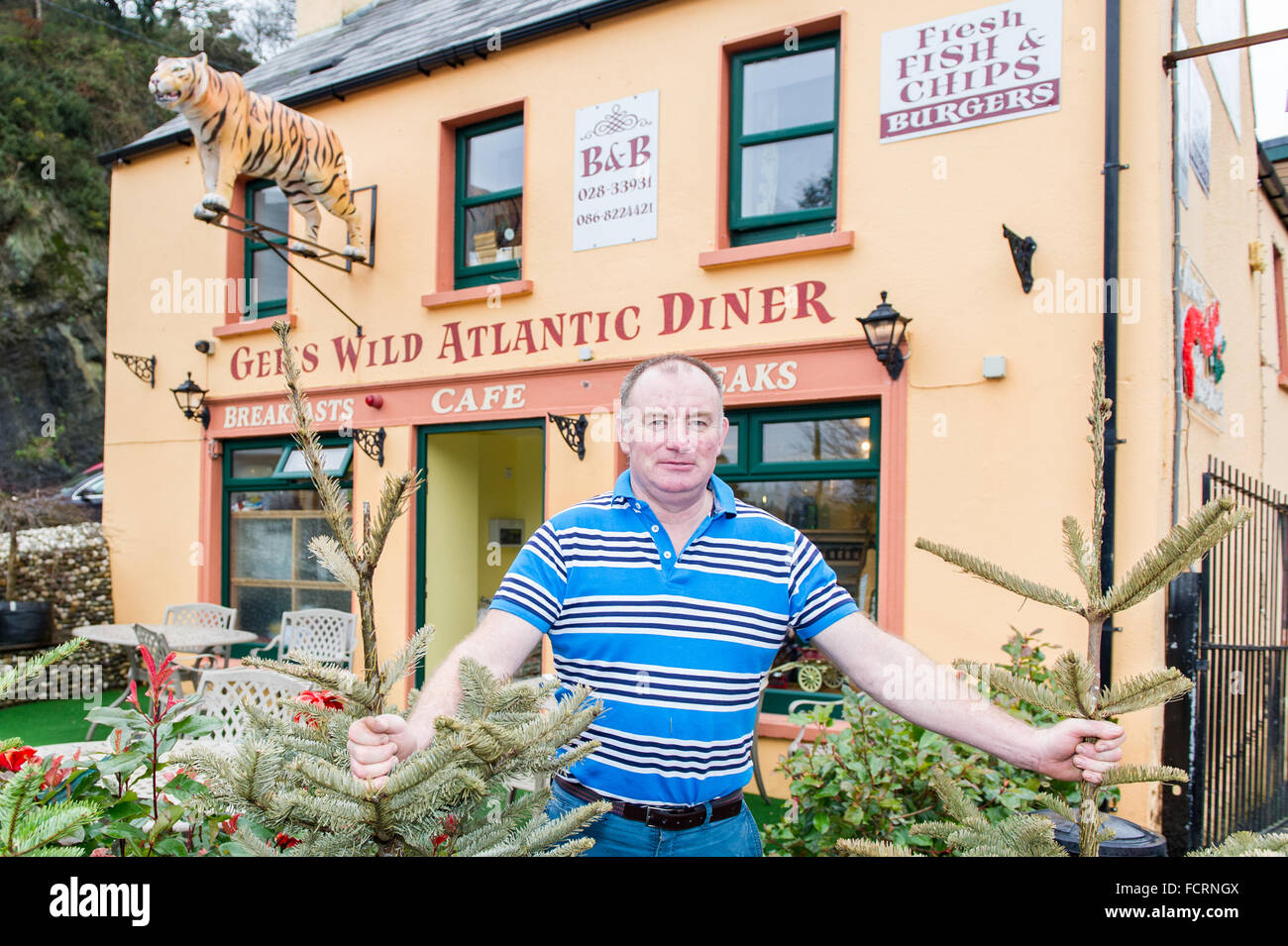 Sprung, West Cork, Irland. 24. Januar 2016. Ein Weihnachtsbaum werfen Wettbewerb findet jedes Jahr im Sprung.  Ger O'Sullivan, das Mastermind hinter der Konkurrenz ist die Vorbereitung für den Wettbewerb außerhalb seiner wilden Atlantik Diner abgebildet. Bildnachweis: ANdy Gibson/Alamy Live-Nachrichten Stockfoto