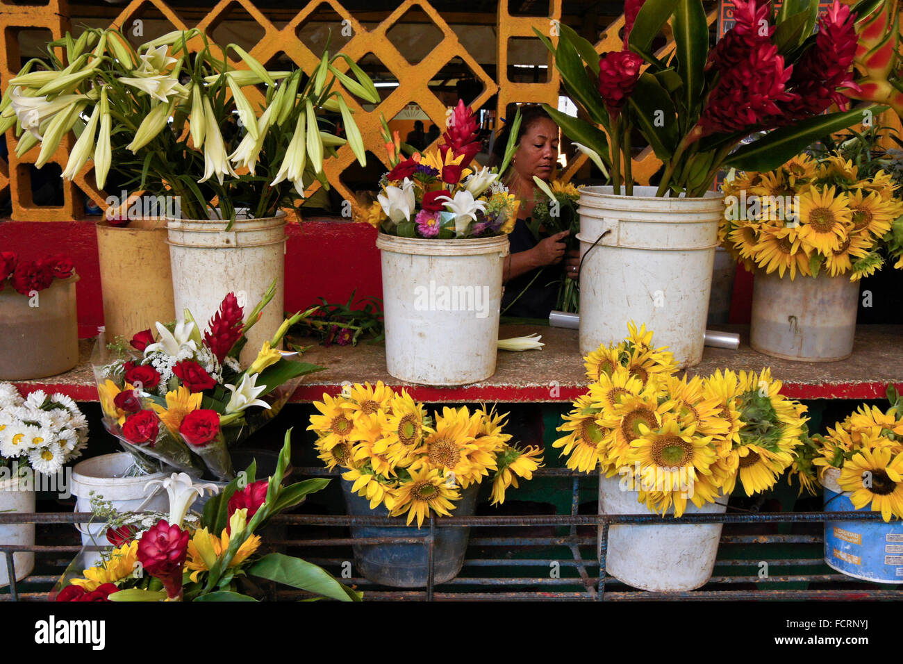 Cuban lady flowers Fotos und Bildmaterial in hoher Auflösung Alamy