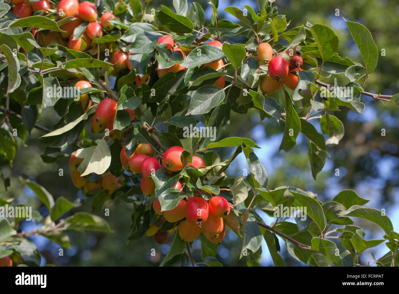 Holzäpfel Malus Malus SP. var am Baum wachsen. Spätsommer-Herbst. Stockfoto