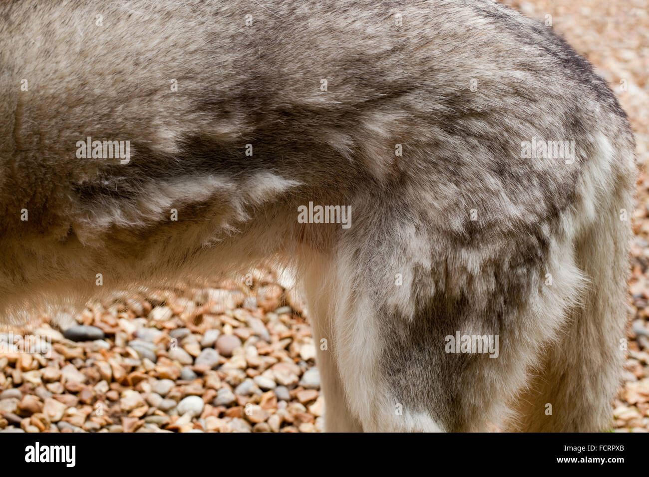 Siberian Husky. Hund. Canis Familiaris. Hinten linke Flanke, zeigt Haare Mauser Mantel. Dunklere Bereiche sind neue Fell Haare wachsen. Stockfoto