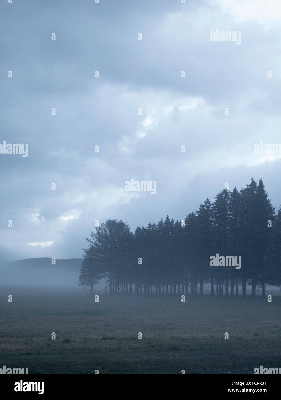 Eine offene Heu-Feld und eine Reihe von immergrünen Bäumen an einem bewölkten und neblig Wintertag... Stockfoto