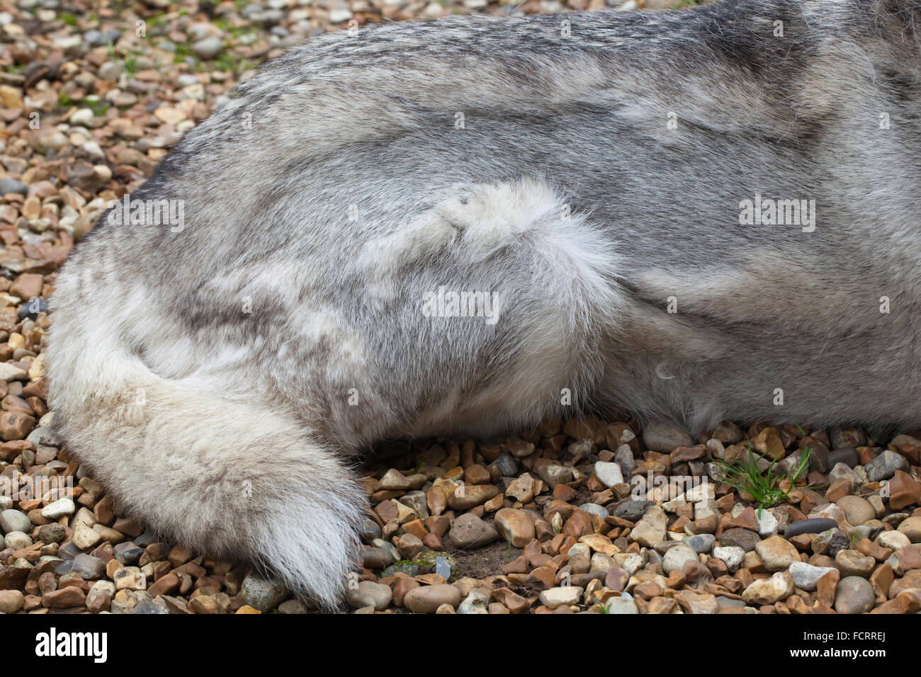 Siberian Husky. Hund. Canis Familiaris. Hintere rechte Flanke, zeigt Haare Mauser Mantel. Dunkler sind graue Haare die neuen Anstrich. Stockfoto