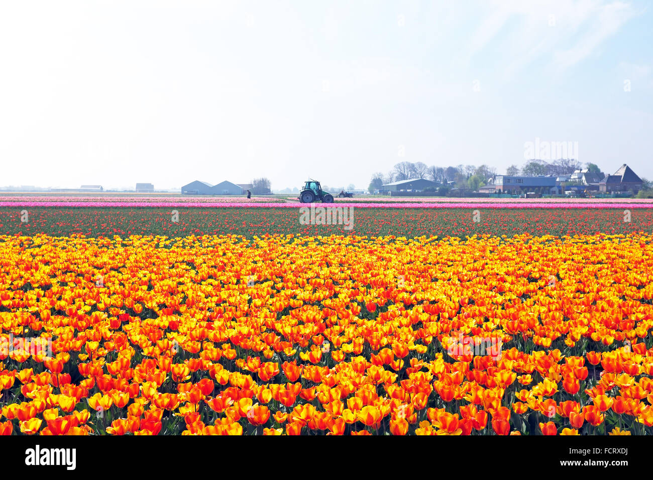 Blühende Tulpen auf dem Lande aus den Niederlanden Stockfoto