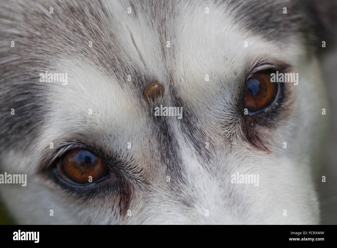 Siberian Husky. Hund. Canis Lupus Familiaris.  Stirn. Beachten Sie, dass die Zecke Ixodes Ricinus, auf der Stirn zwischen den Augen eingebettet. Stockfoto