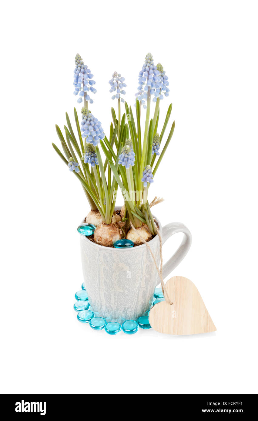 Muscari Neglectum mit hölzernen Herzform isoliert Valentine auf weiss Stockfoto