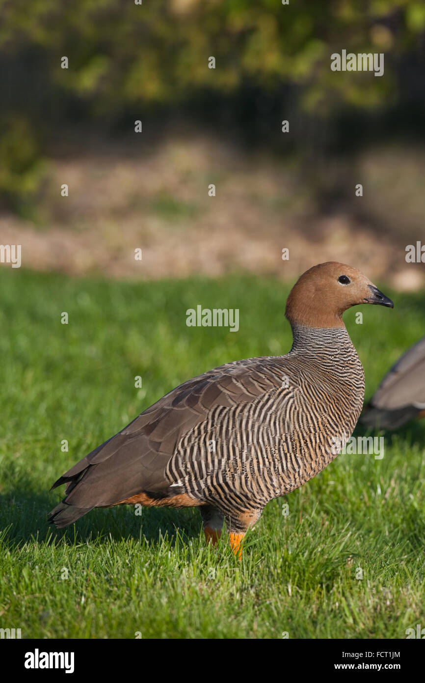 Unter der Leitung von wildfarben Gans Chloephaga Rubidiceps. Geschlechter im Aussehen ähnlich. Stockfoto