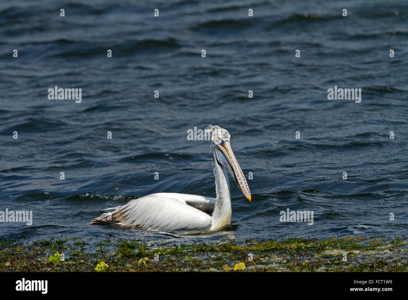 Die Spot-billed Pelikan oder grauen Pelikan (Pelecanus Philippensis) ist Mitglied der Pelikan-Familie. Stockfoto