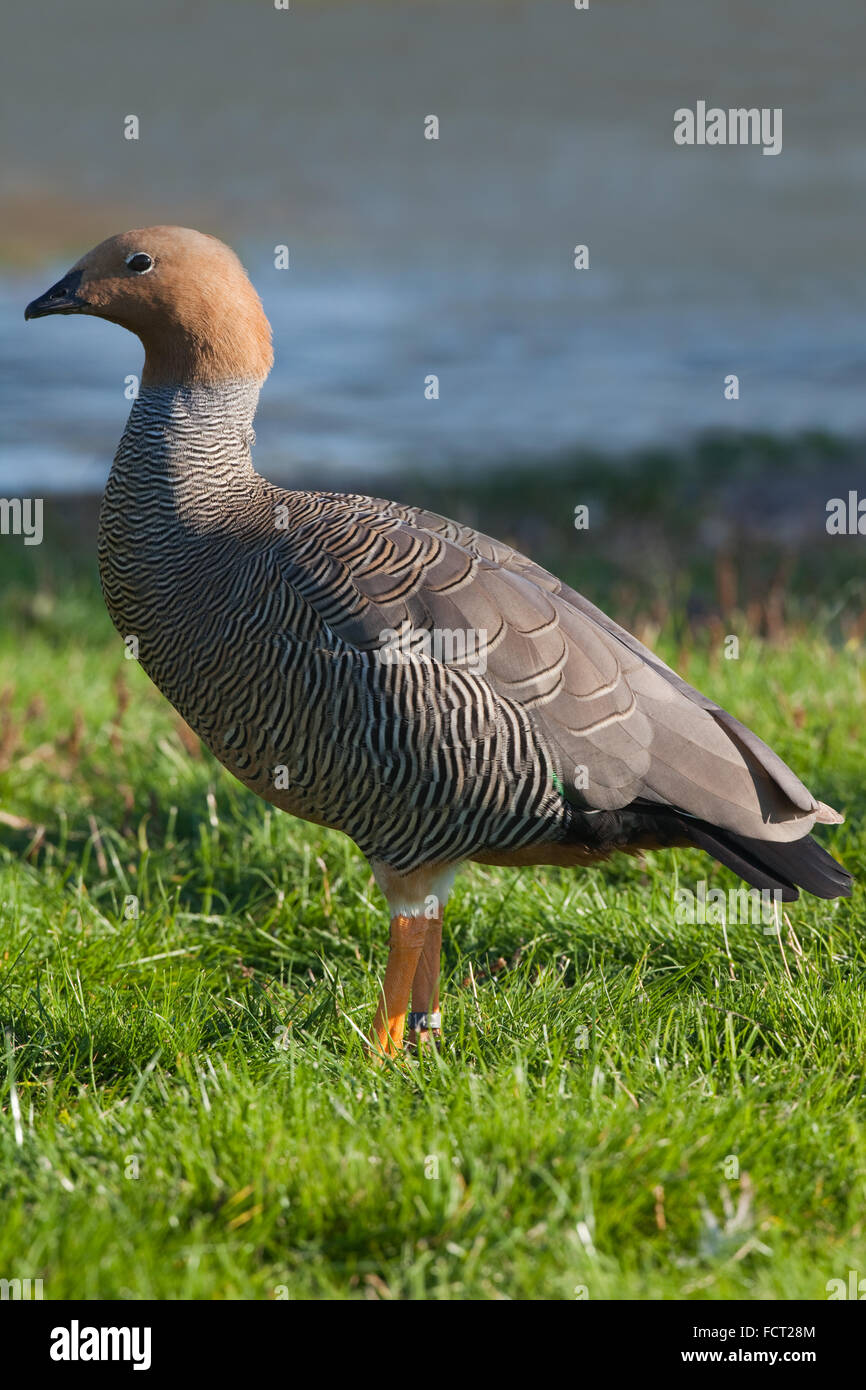 UNTER DER LEITUNG VON WILDFARBEN GANS (CHLOEPHAGA RUBIDICEPS). Geschlechter ähnlich. Stockfoto