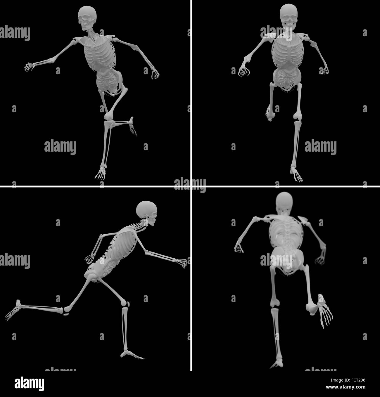 medizinische Illustration des Skeletts Stockfoto