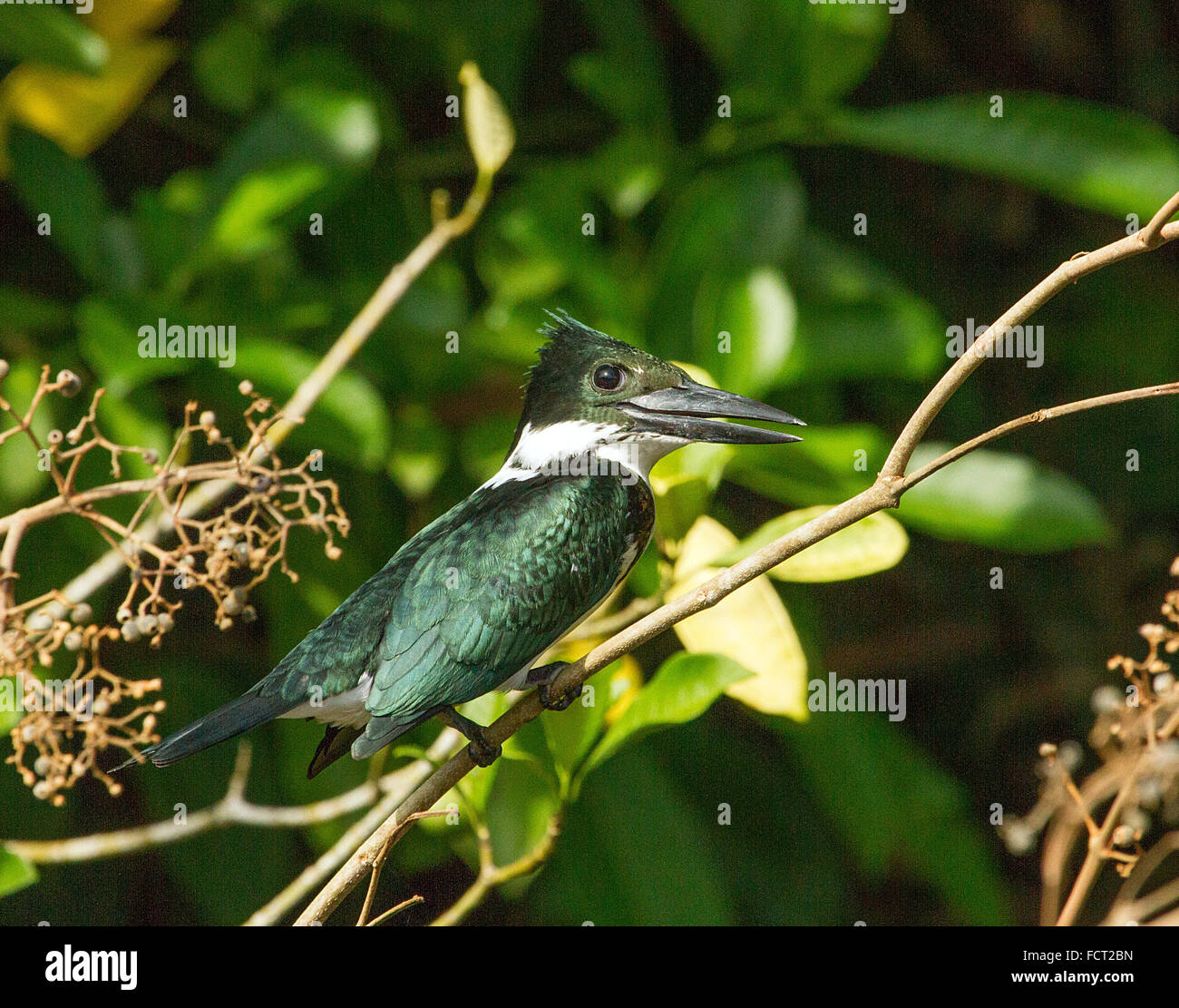 grüne Eisvogel vom Nationalpark Tortuguero, Costa rica Stockfoto