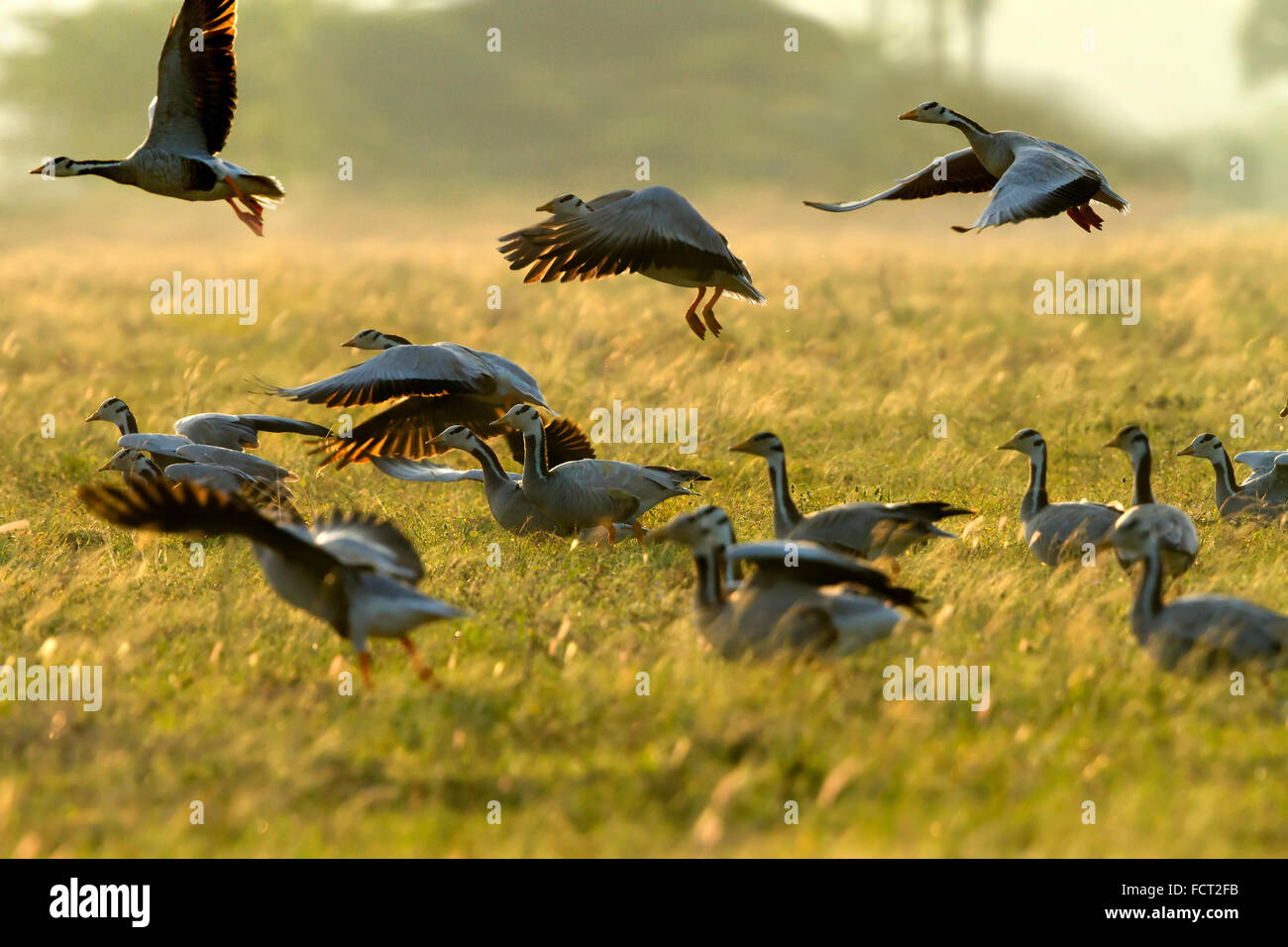 die Bar-vorangegangene Gans ist eine mittlere bis große, blasse graue Gans mit einem markanten Schwarz-Weiß Muster auf den Kopf Stockfoto