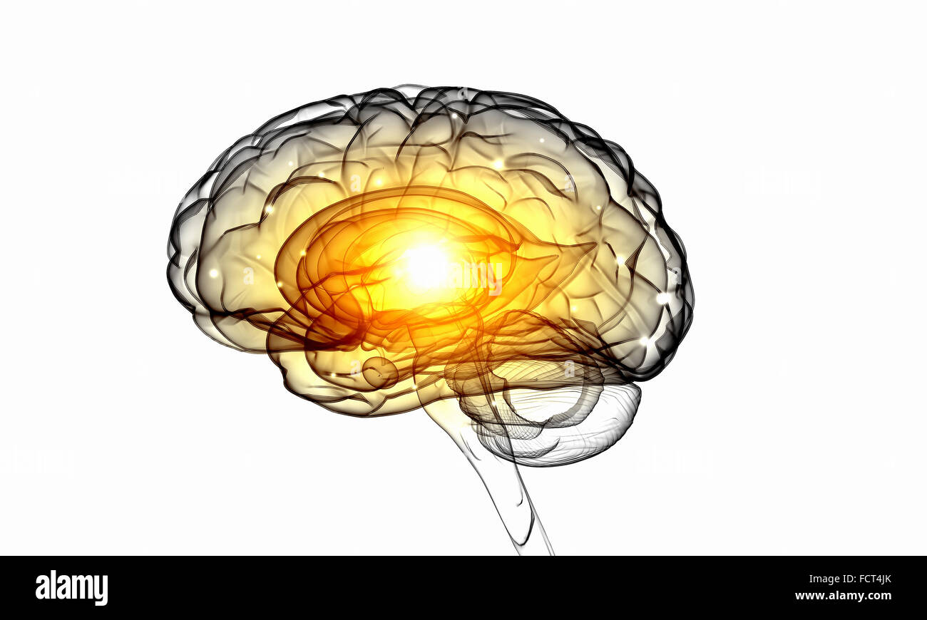 Bild der Wissenschaft mit menschlichen Gehirn auf weißem Hintergrund Stockfoto