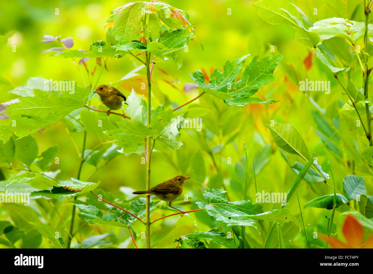 Ein paar von Nashville Grasmücken (Oreothlypis Ruficapilla), unter den Blättern des Baumes junge Bäumchen, vor Regen zu schützen. Stockfoto