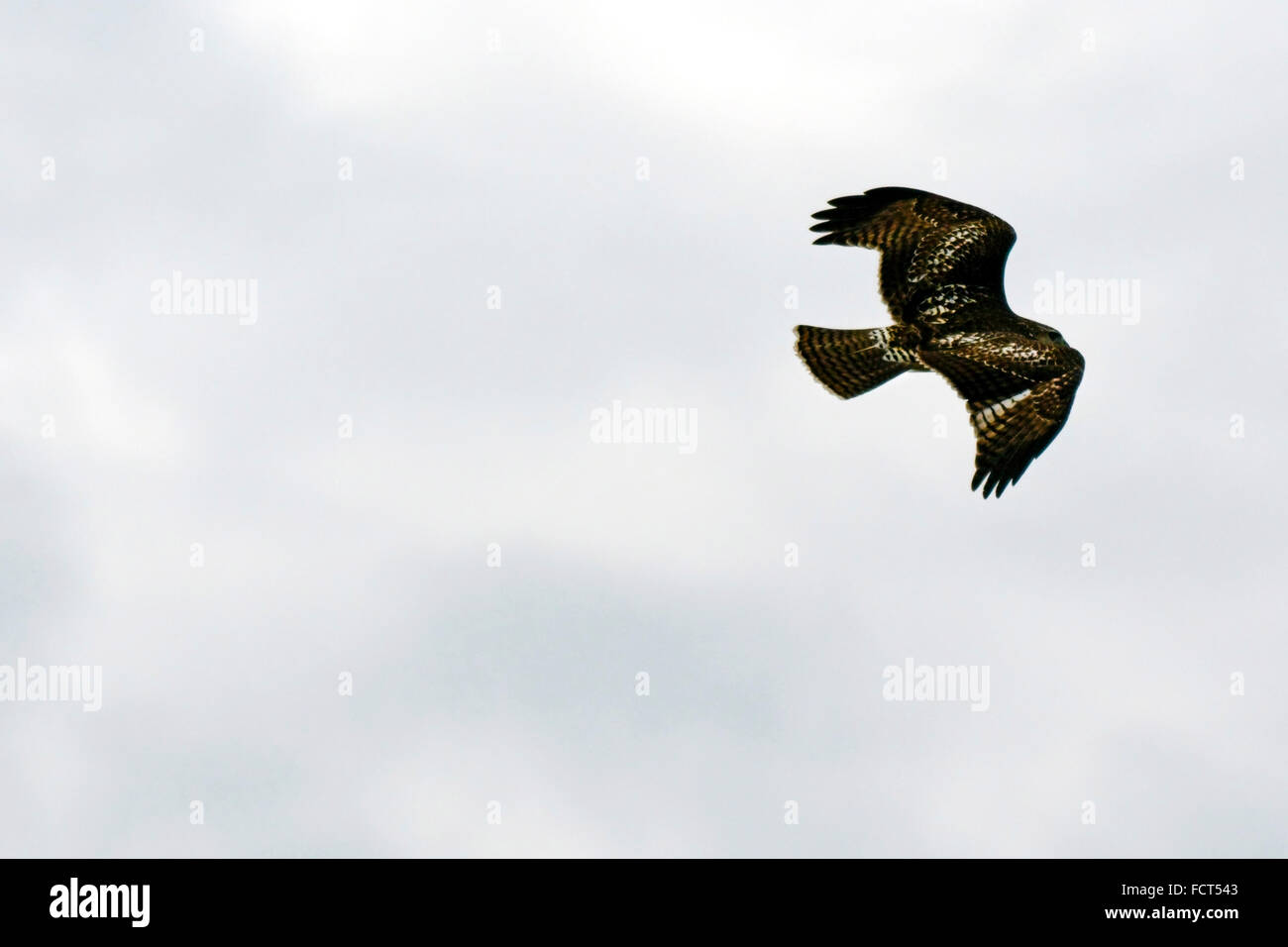 Ein Falke fliegen im südlichen Indiana. Stockfoto