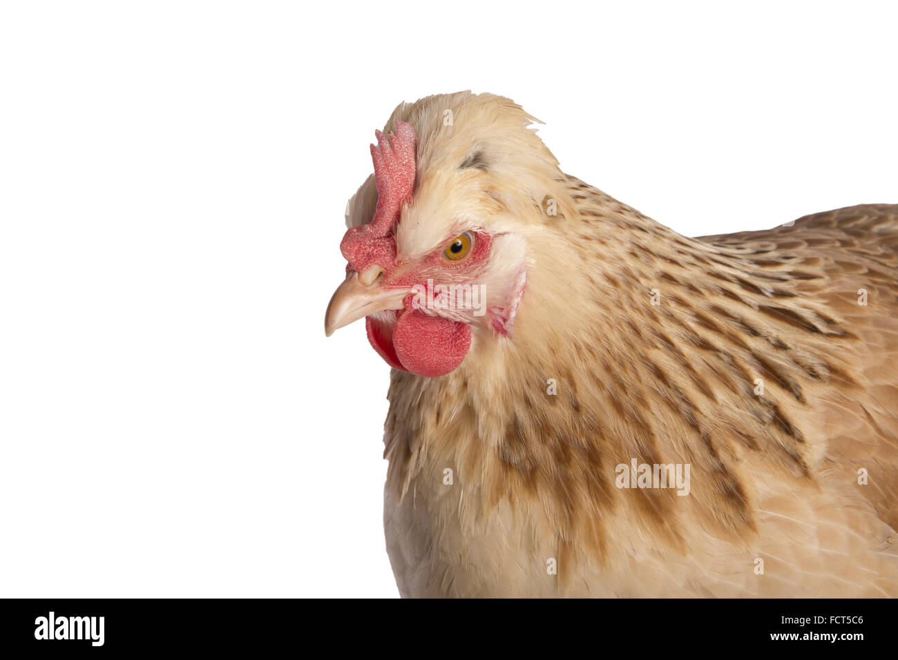 Österreichischen Sulmtaler Henne Huhn Kopf geschossen isolierten auf weißen Hintergrund Stockfoto