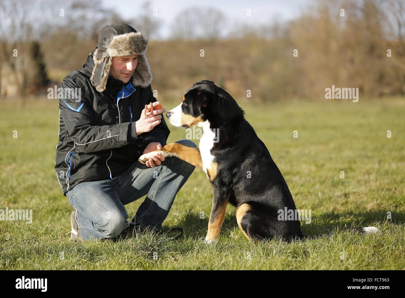 Mann und mehr Schweizer Sennenhund Stockfoto