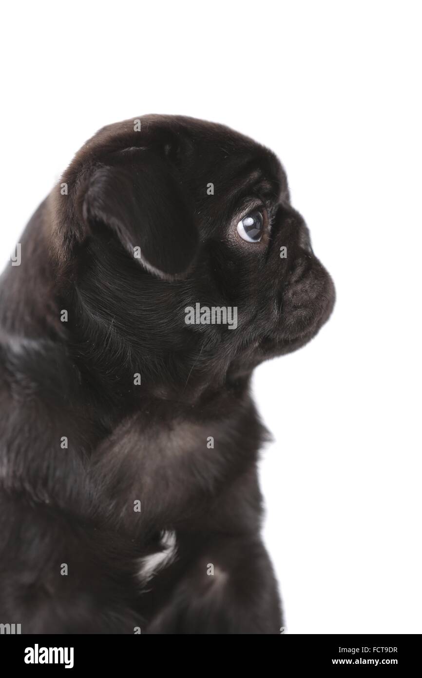 Mops Welpen Stockfoto