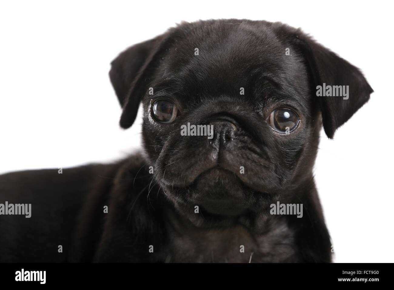 Mops Welpen Stockfoto