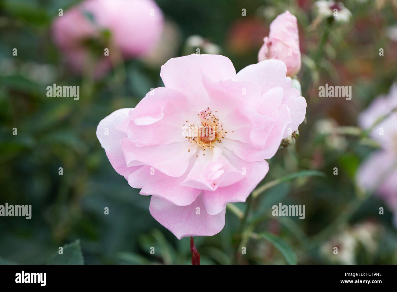 Rosa die Dame erröten "Ausoscar". Blass Strauchrose rosa in einem englischen Garten. Stockfoto