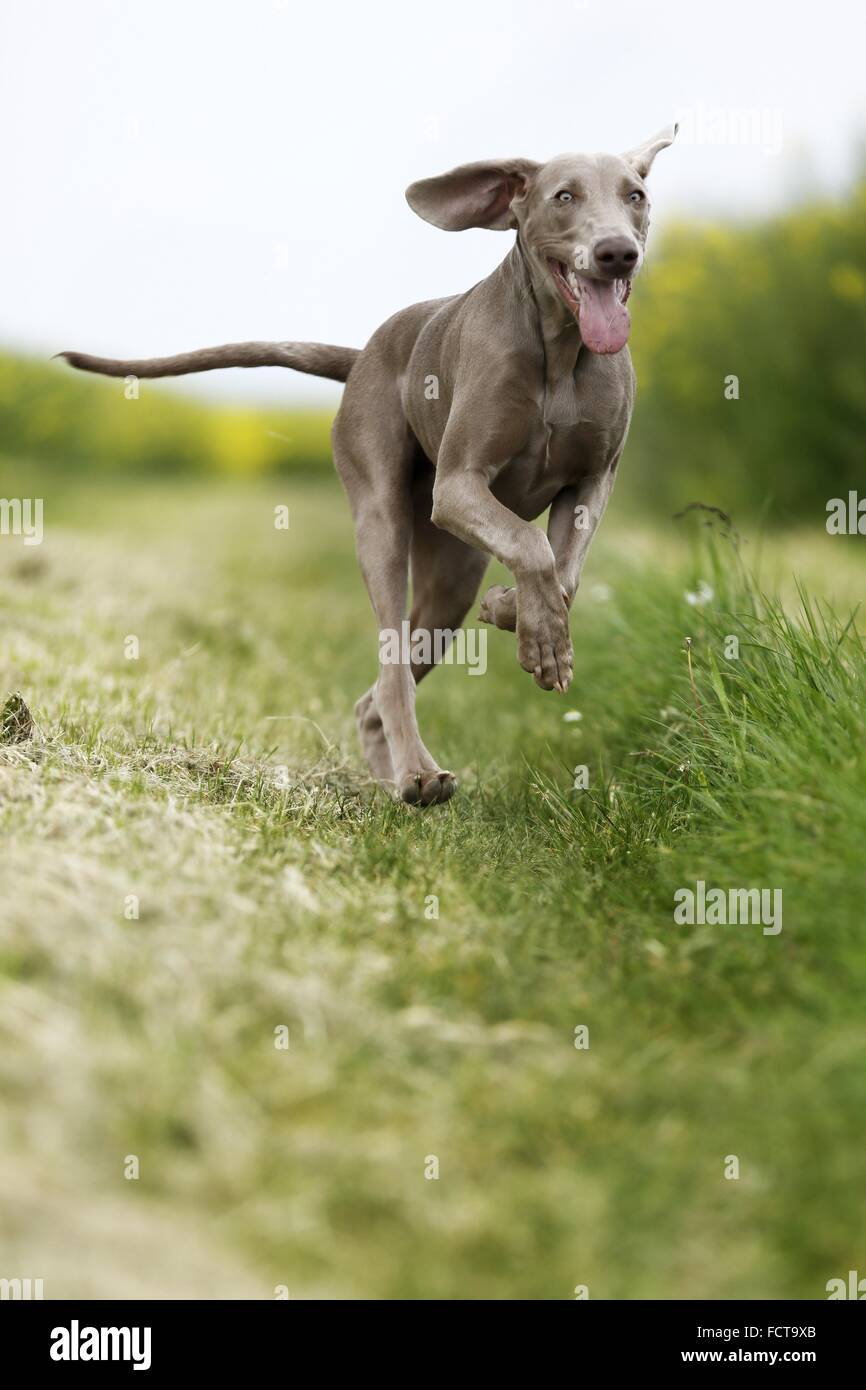 laufen kurzhaarigen Weimaraner Stockfoto