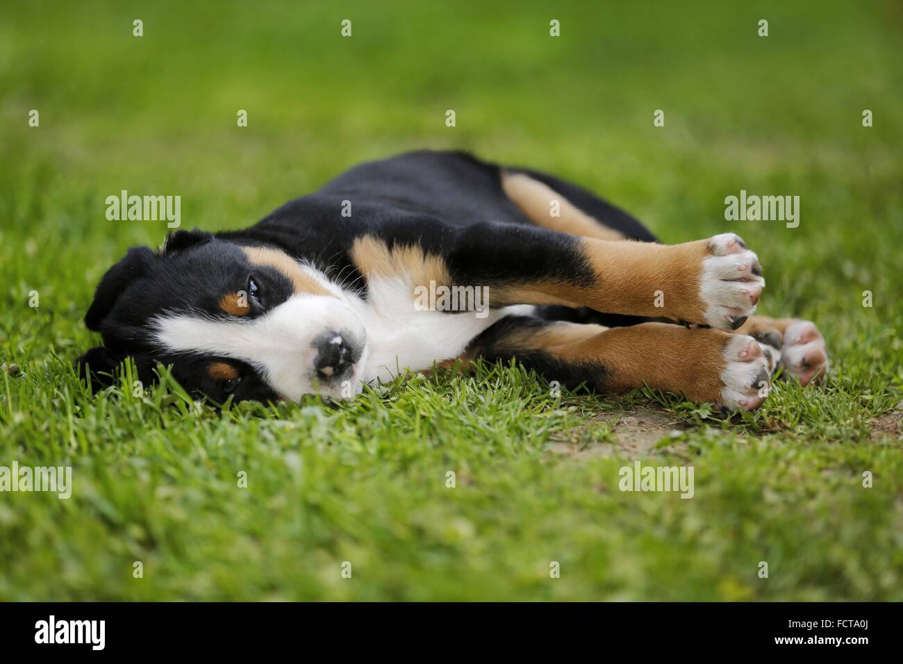 Mehr Schweizer Berg-Hund-Welpe auf dem Lande Stockfoto
