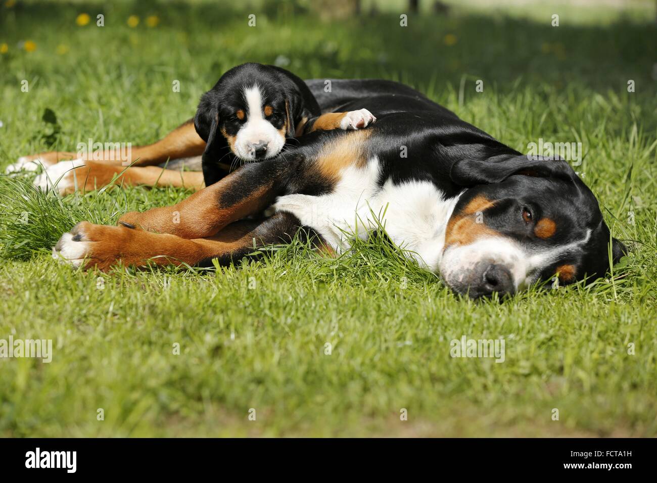 Große Schweizer Sennenhunde Stockfoto
