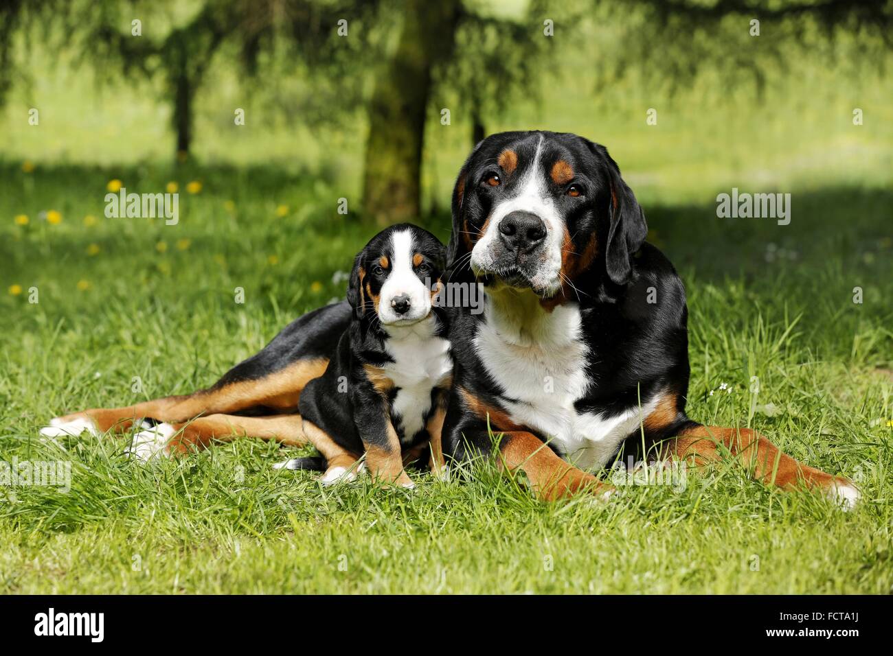 Große Schweizer Sennenhunde Stockfoto
