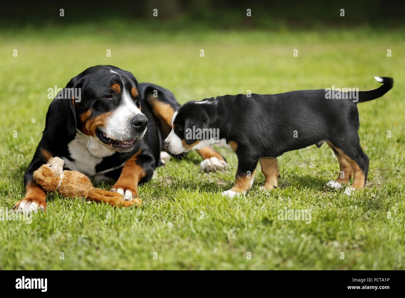 Große Schweizer Sennenhunde Stockfoto