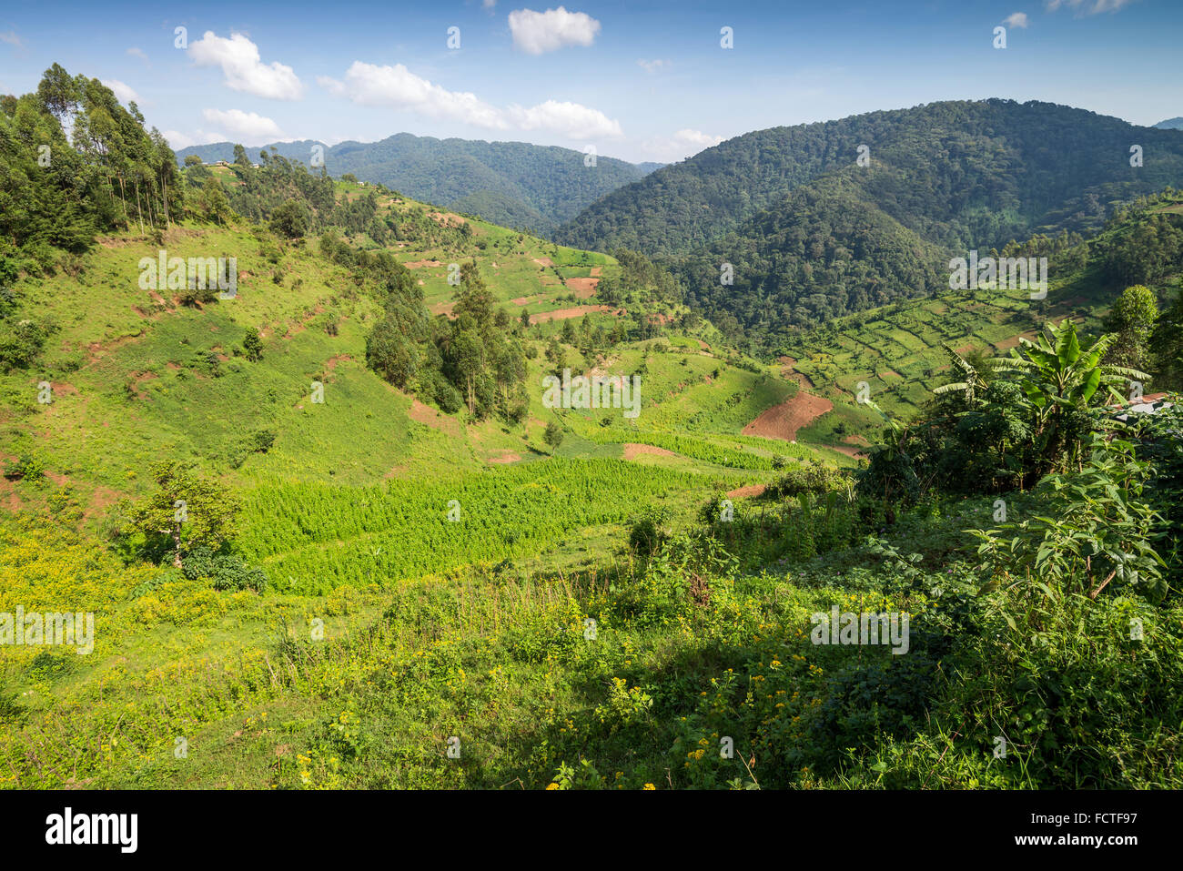 Landschaft mit landwirtschaftlichen Flächen, Bwindi Nationalpark in Süd-Uganda, Afrika Stockfoto