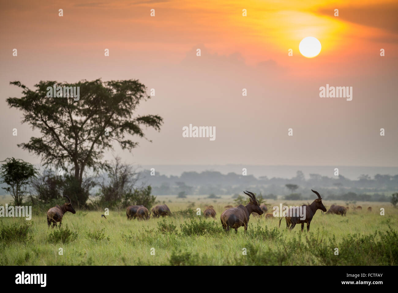 Roan Antilope (Hippotragus Spitzfußhaltung), Ishasha Fluss, Queen Elizabeth National Park, Uganda, Ostafrika Stockfoto
