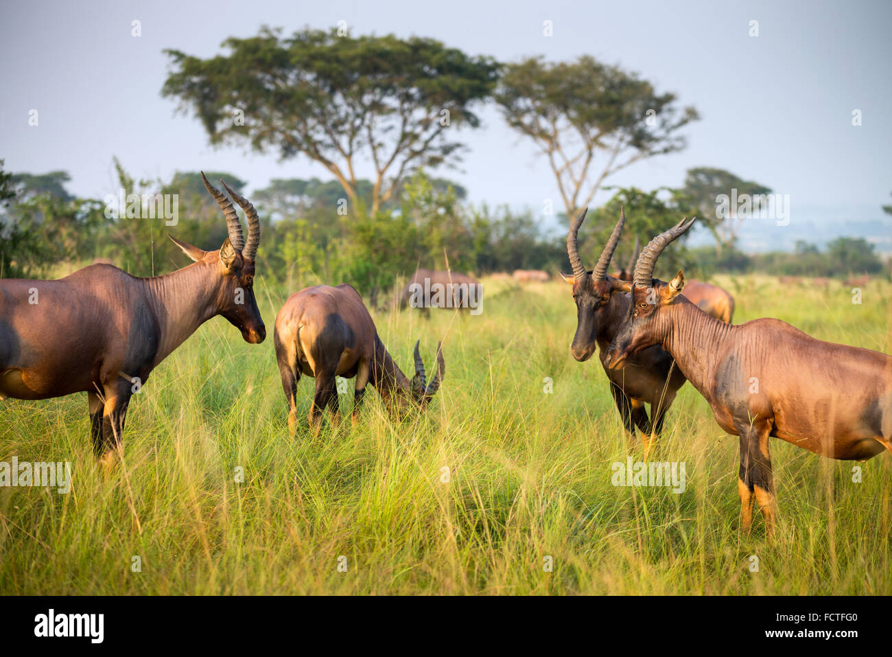 Roan Antilope (Hippotragus Spitzfußhaltung), Ishasha Fluss, Queen Elizabeth National Park, Uganda, Ostafrika Stockfoto