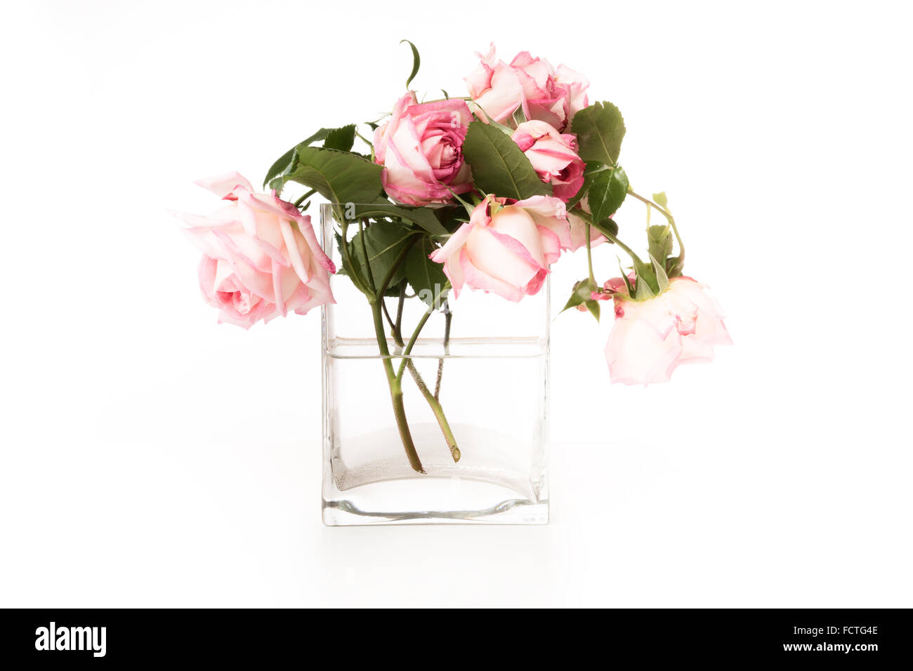 Rosa Rosen in einer Glasvase mit weißem Hintergrund Stockfoto