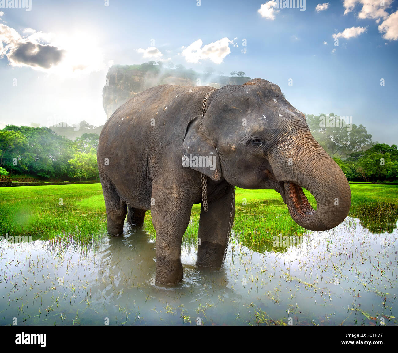 Elefant in einem Teich in der Nähe von Berg von Sigiriya Stockfoto