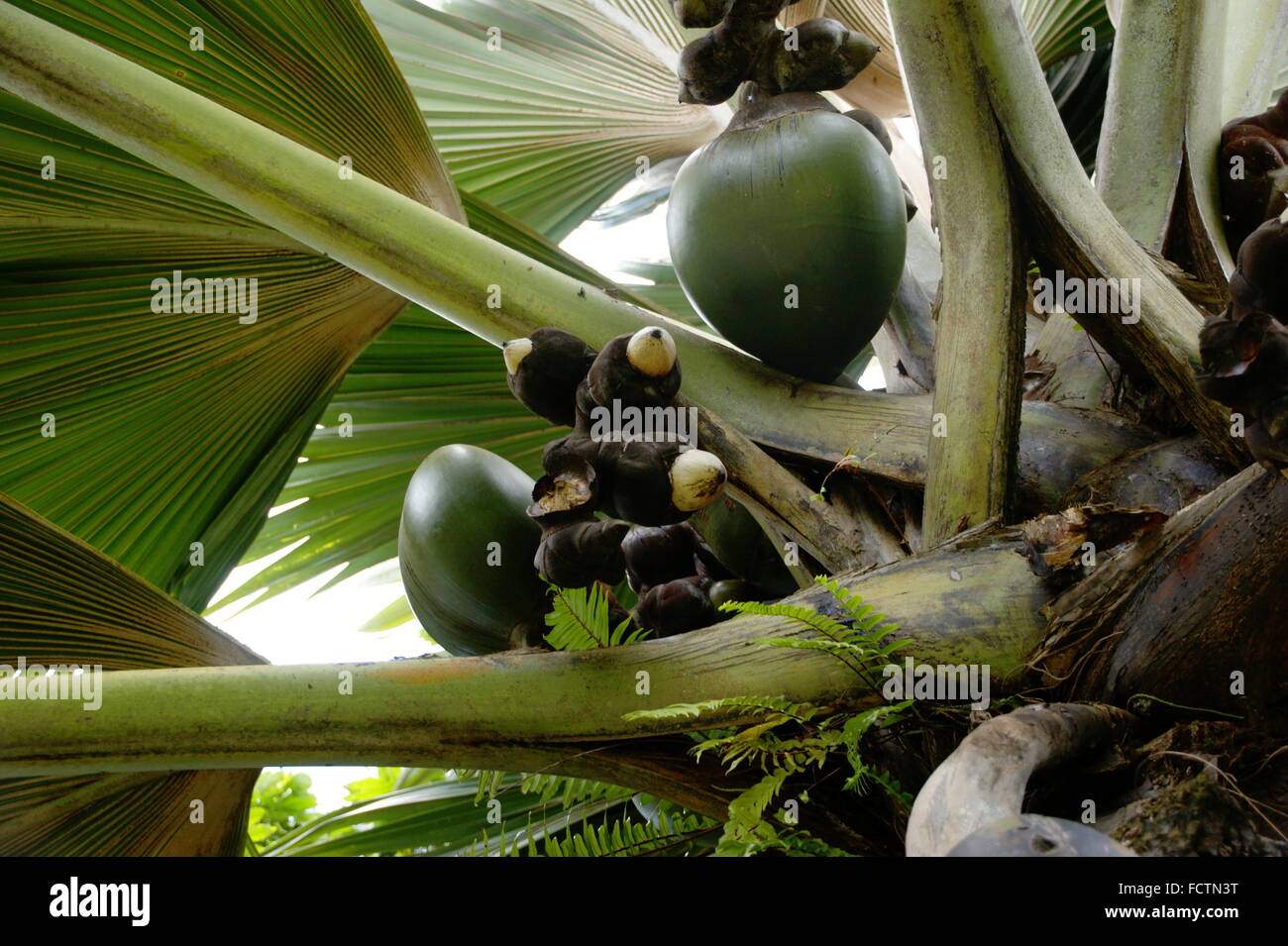 Lodoicea, Meer Kokosnuss, Coco de Mer, Double Coconut, Lodoicea Maldivica Closeup. Afrika. Seychellen. Botanischer Garten von Victoria Stockfoto