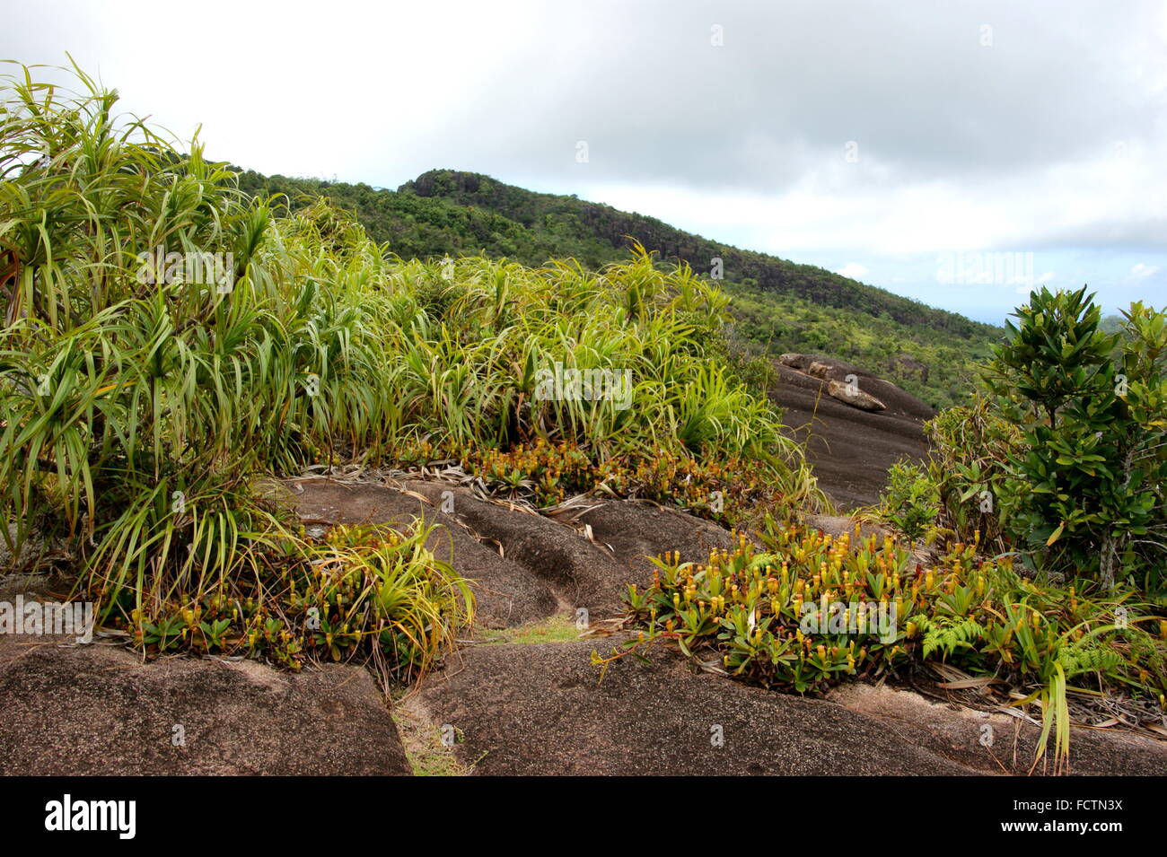 Nepenthes Pervillei. Morne Seychellois Nationalpark, Berg Copolia Stockfoto