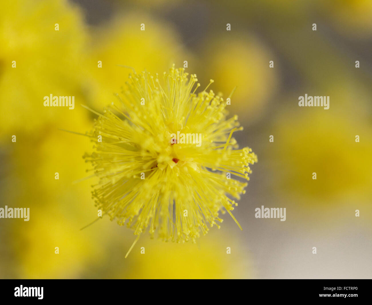 Acacia - Mimosa - Gelb - eine sonnige Baum in Wintergärten Stockfoto