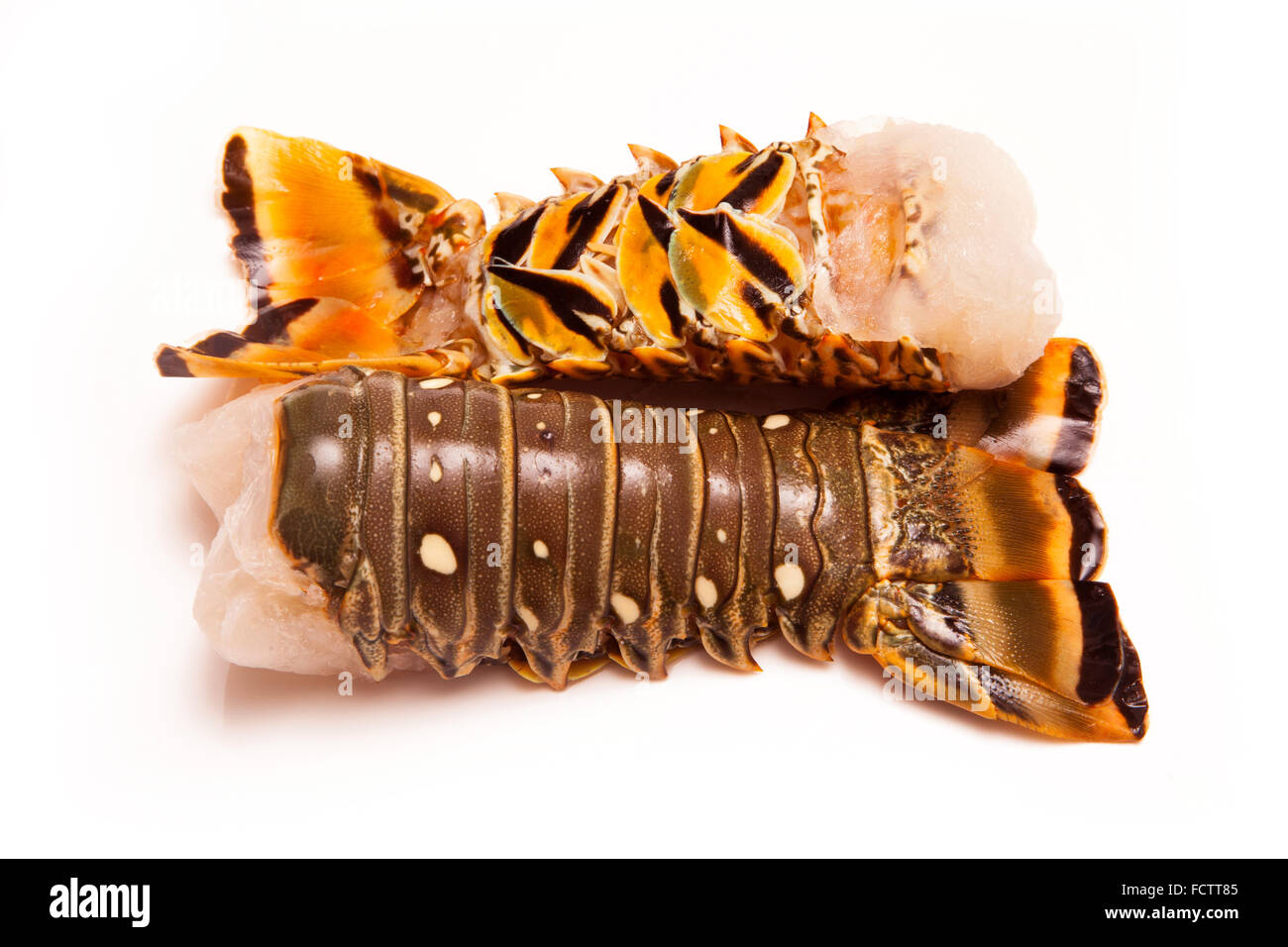 Rohe Karibik (Bahamas) Rock Lobster (Panuliirus Argus) oder Languste Zahl isoliert auf einem weißen Studio-Hintergrund. Stockfoto