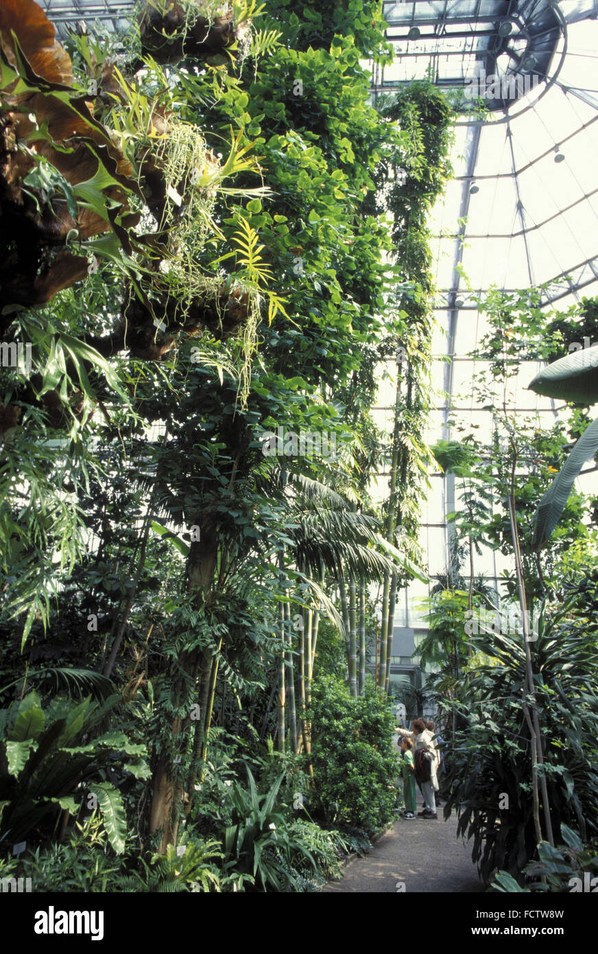 DEU, Deutschland, Berlin, Gewächshaus im Botanischen Garten im Stadtteil Dahlem.  DEU, Deutschland, Berlin, Im Gewaechshaus Stockfoto